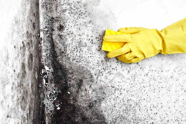 Best Black Mold Removal  in Brown Deer, WI