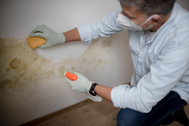 Best Black Mold Removal  in Brown Deer, WI
