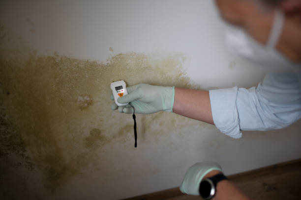 Best Commercial Mold Removal  in Brown Deer, WI