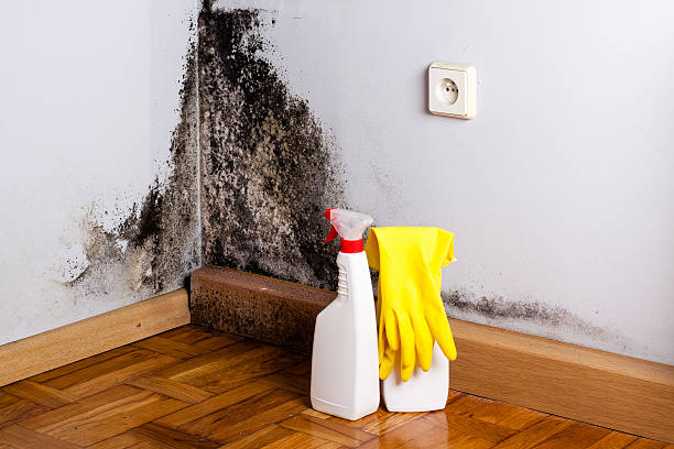 Best Professional Mold Removal  in Brown Deer, WI