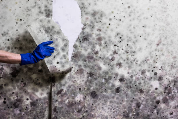Crawl Space Mold Removal in Brown Deer, WI