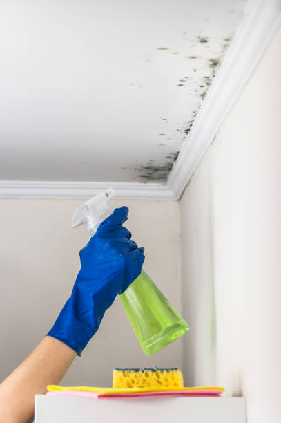Best Toxic Mold Removal  in Brown Deer, WI
