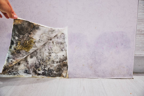 Best Residential Mold Removal  in Brown Deer, WI